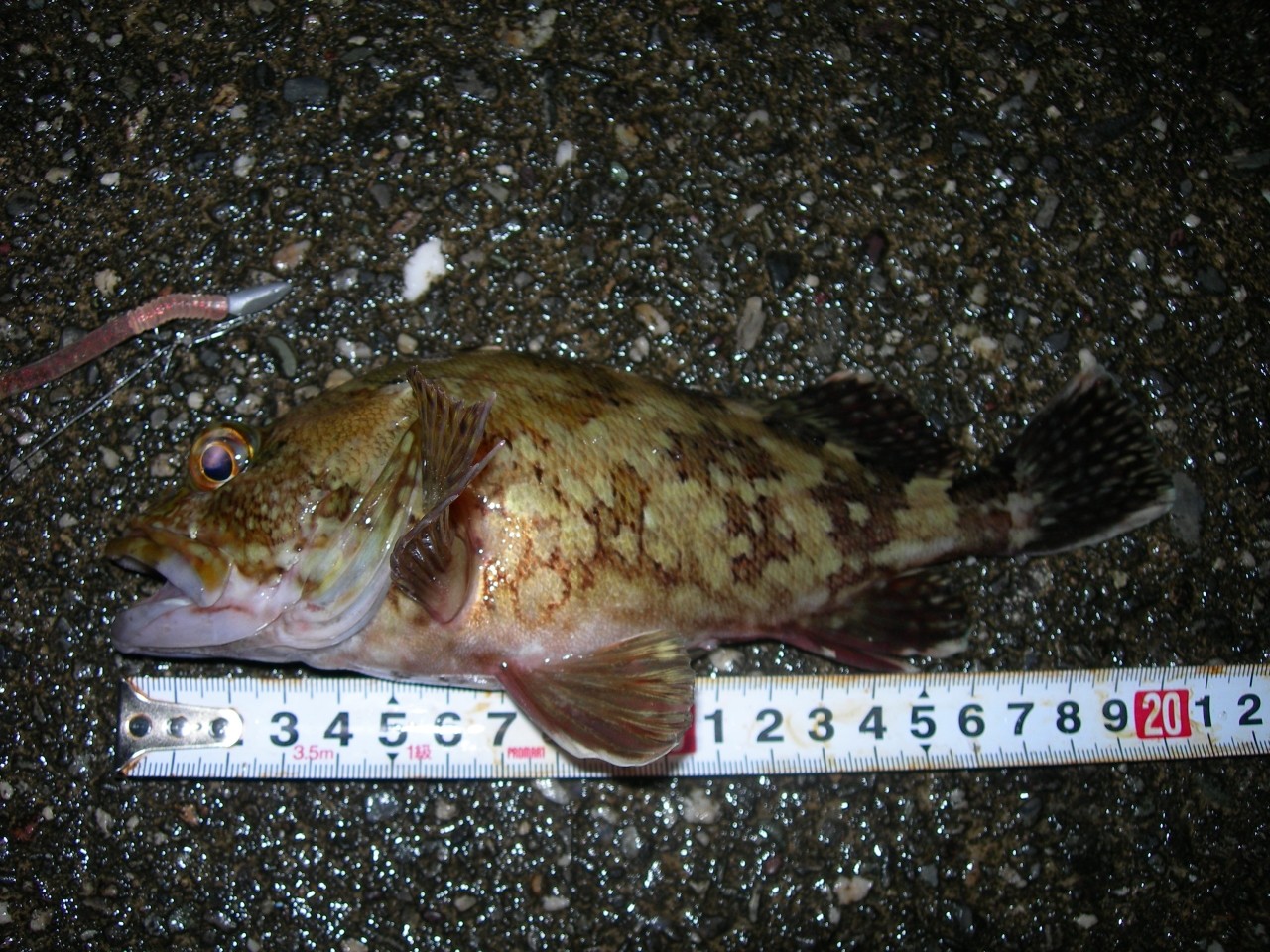 釣行記 15年04月07日 良型ガシラ カサゴ が大漁 高知の宇佐でハズレのない楽しいロックフィッシュ釣り 海辺の狩人 釣行記 15年04月07日 良型ガシラ カサゴ が大漁 高知の宇佐でハズレのない楽しいロックフィッシュ釣り 海辺の狩人