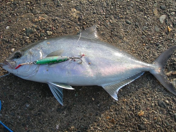 釣行記 高知のショアジギングでハマチ ブリ ネイリ カンパチ 青物とのファイトで疲労困憊 海辺の狩人