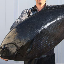 釣果情報 高知県 鵜来島で70cm 5 2kgの尾長グレが釣れたそうです 海辺の狩人