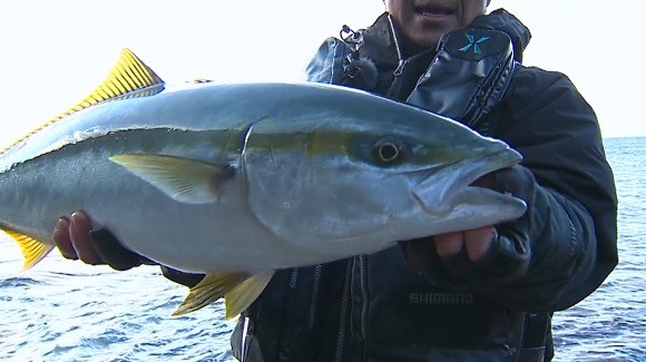 松岡豪之 ワラサ ブリ 青物