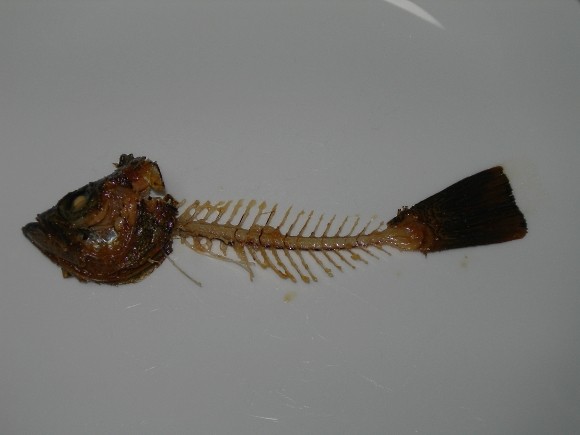 高知で釣れたメバル 料理 骨 ごちそうさまでした
