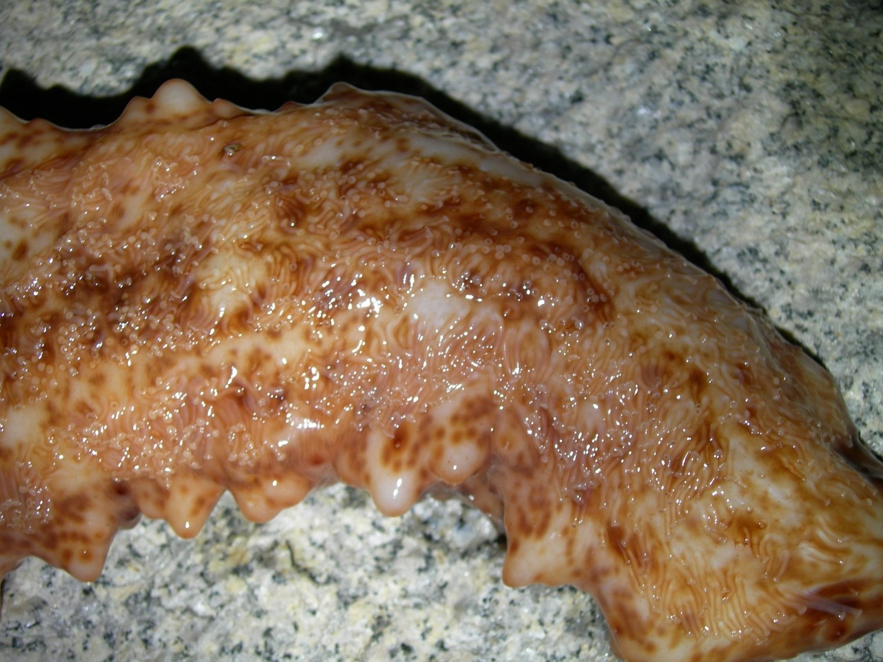釣行記 短時間の釣行で掛かったのはシーバスとあの生物 ブリーデン ミニマル 海辺の狩人