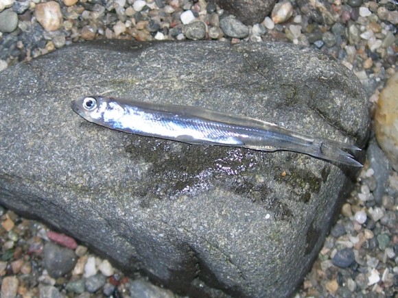 稚魚 イワシ? 小魚 ベイト
