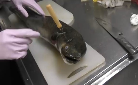 釣って食う 沖縄産の巨大魚 オオウナギ をハイサイ探偵団が身をもって食味レビュー 気になるそのお味は 海辺の狩人 釣って食う 沖縄産の巨大魚 オオウナギ をハイサイ探偵団が身をもって食味レビュー 気になるそのお味は 海辺の狩人