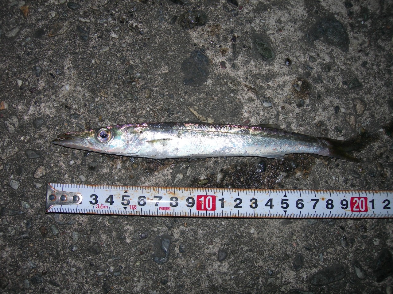 釣行記 高知県は土佐市宇佐の松岡港でカマス そして宇佐漁協市場前ではいつもの 海辺の狩人