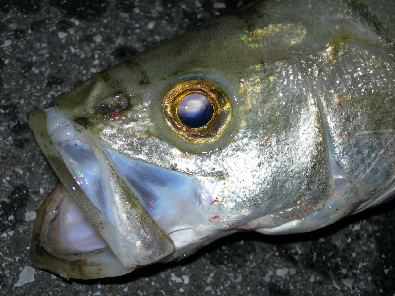 釣行記 15年04月日 アオリイカ狙いのエギング釣行も ガシラ カサゴ のちアメフラシ 時々シーバス 海辺の狩人