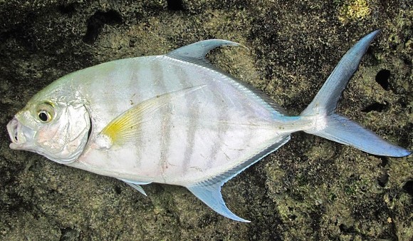 クロヒラアジ WEB魚図鑑 あらら