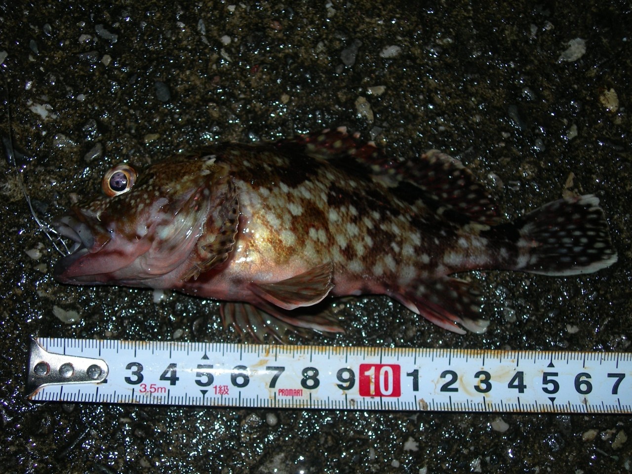 釣行記 15年04月07日 良型ガシラ カサゴ が大漁 高知の宇佐でハズレのない楽しいロックフィッシュ釣り 海辺の狩人 釣行記 15年04月07日 良型ガシラ カサゴ が大漁 高知の宇佐でハズレのない楽しいロックフィッシュ釣り 海辺の狩人