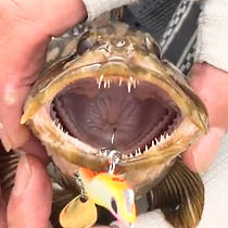 ライトゲーム ライトハタゲームで当たってきたバラエティに富んだ魚種の数々 レオン 加来匠 さん 海辺の狩人