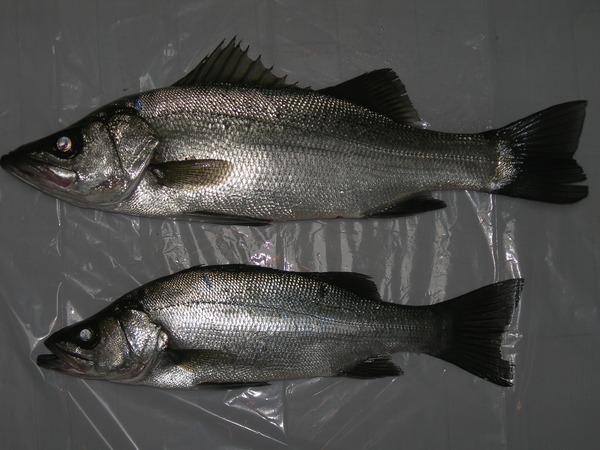 2015102301
