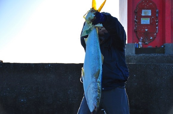 ブリ 青物 釣果 高知 しんすけのブログ しんちゃんの釣り場情報