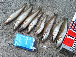 1b06cf03.jpg