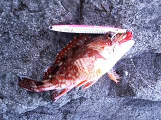2a67f506.jpg