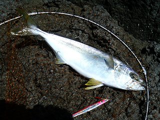 d4509f04.jpg