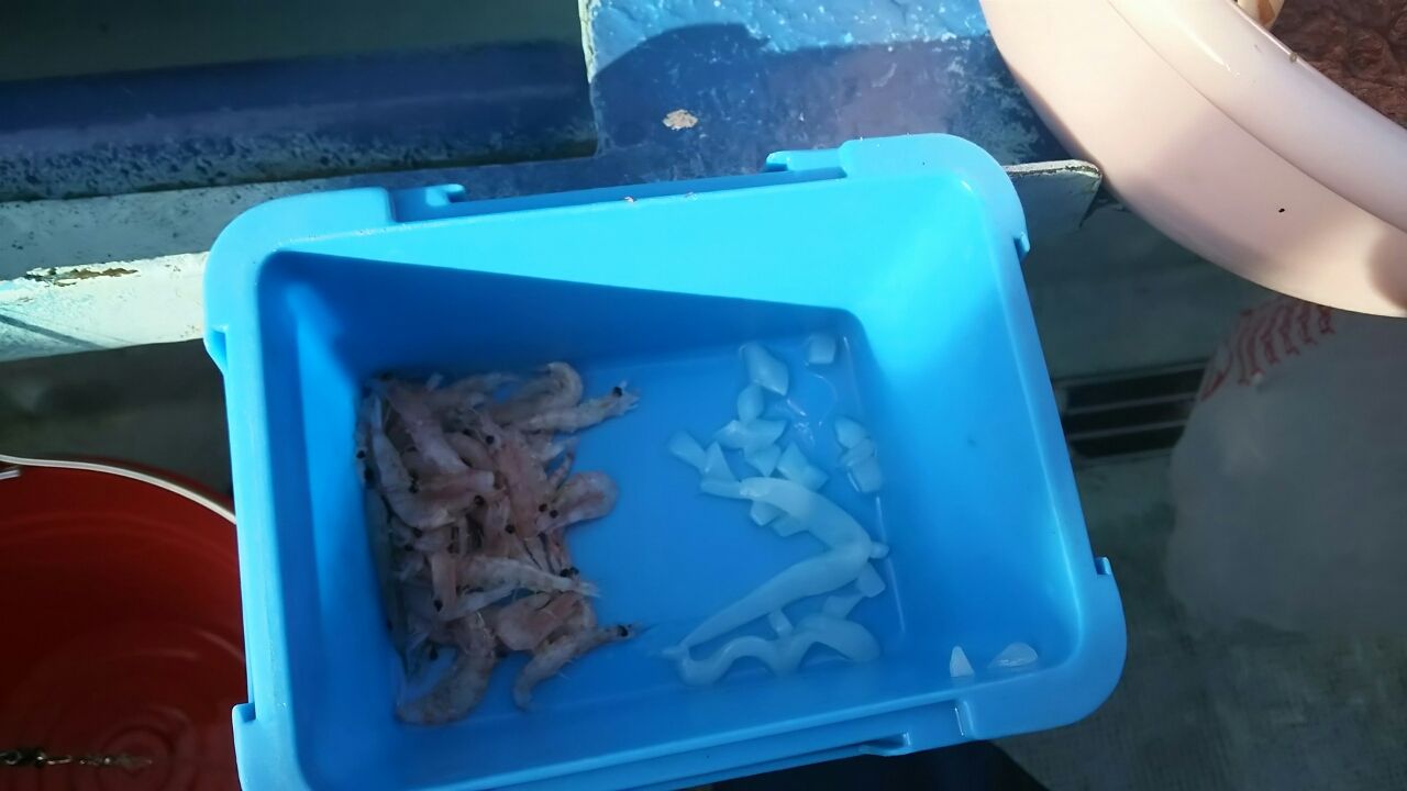 沖釣り イサキ釣り 伊勢湾 大山沖 温泉付き Y 伊勢湾の釣りblog