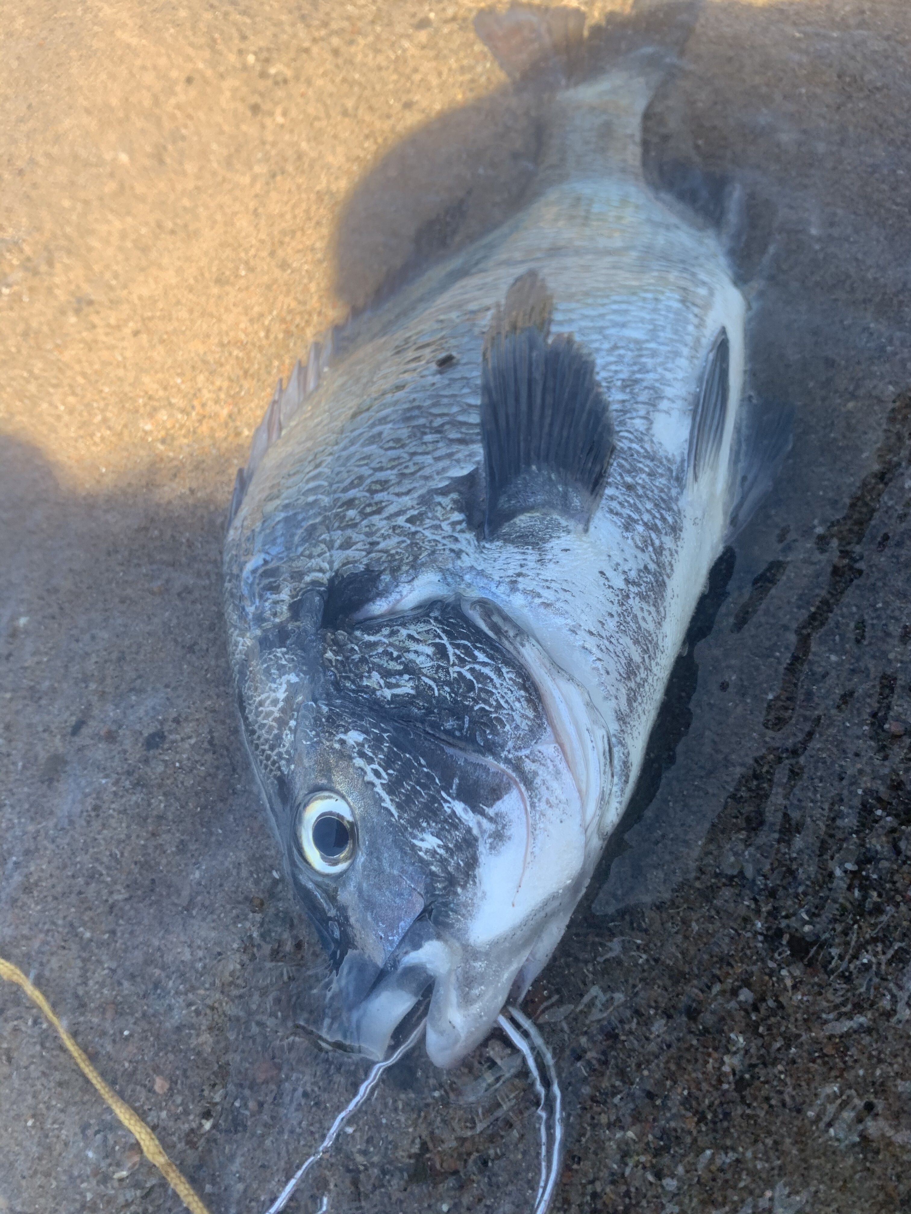 チヌトップ 週末アングラーみやちゃん ナカジマン軍団