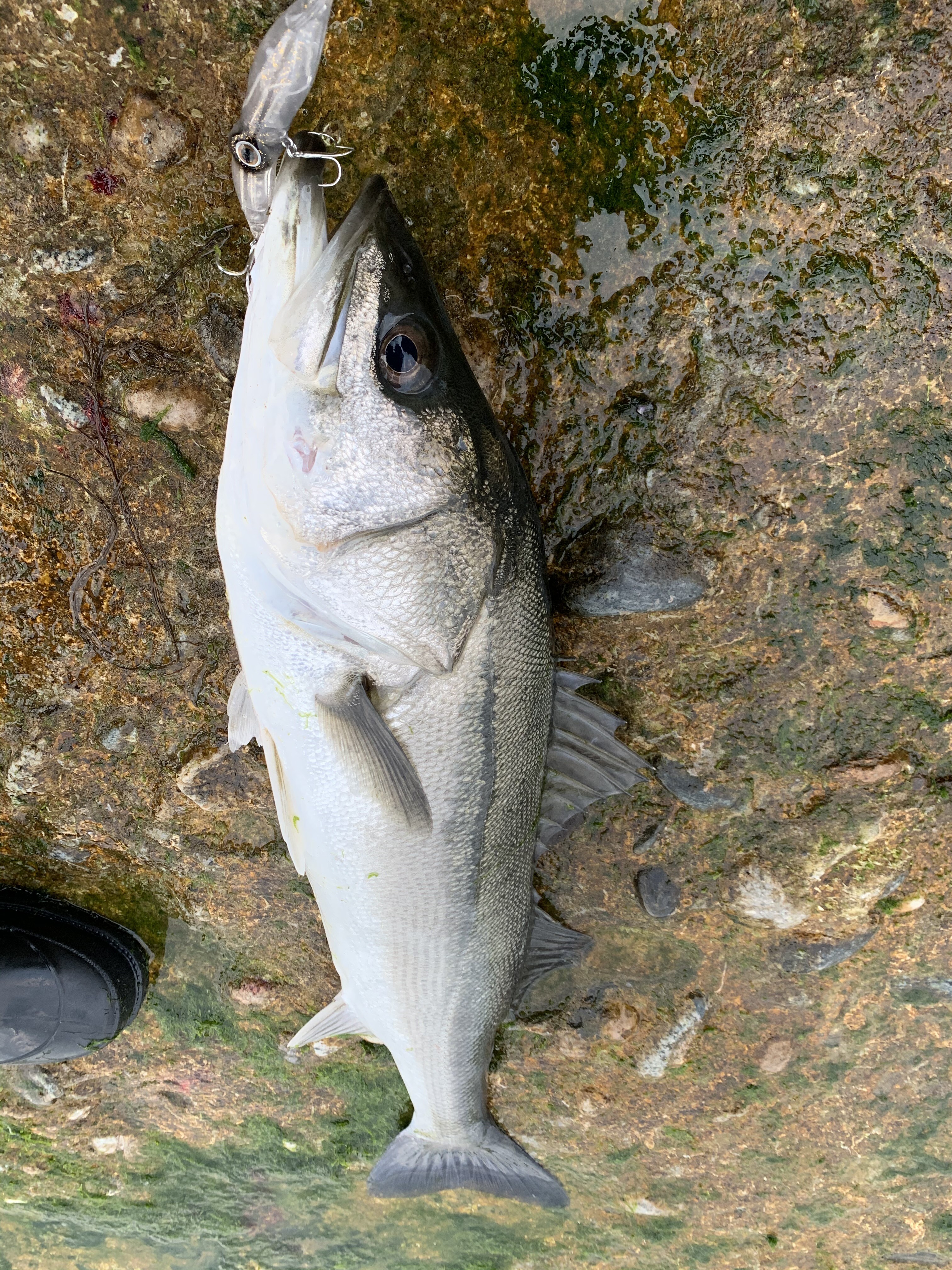感動のランカーシーバス降臨 週末アングラーみやちゃん ナカジマン軍団