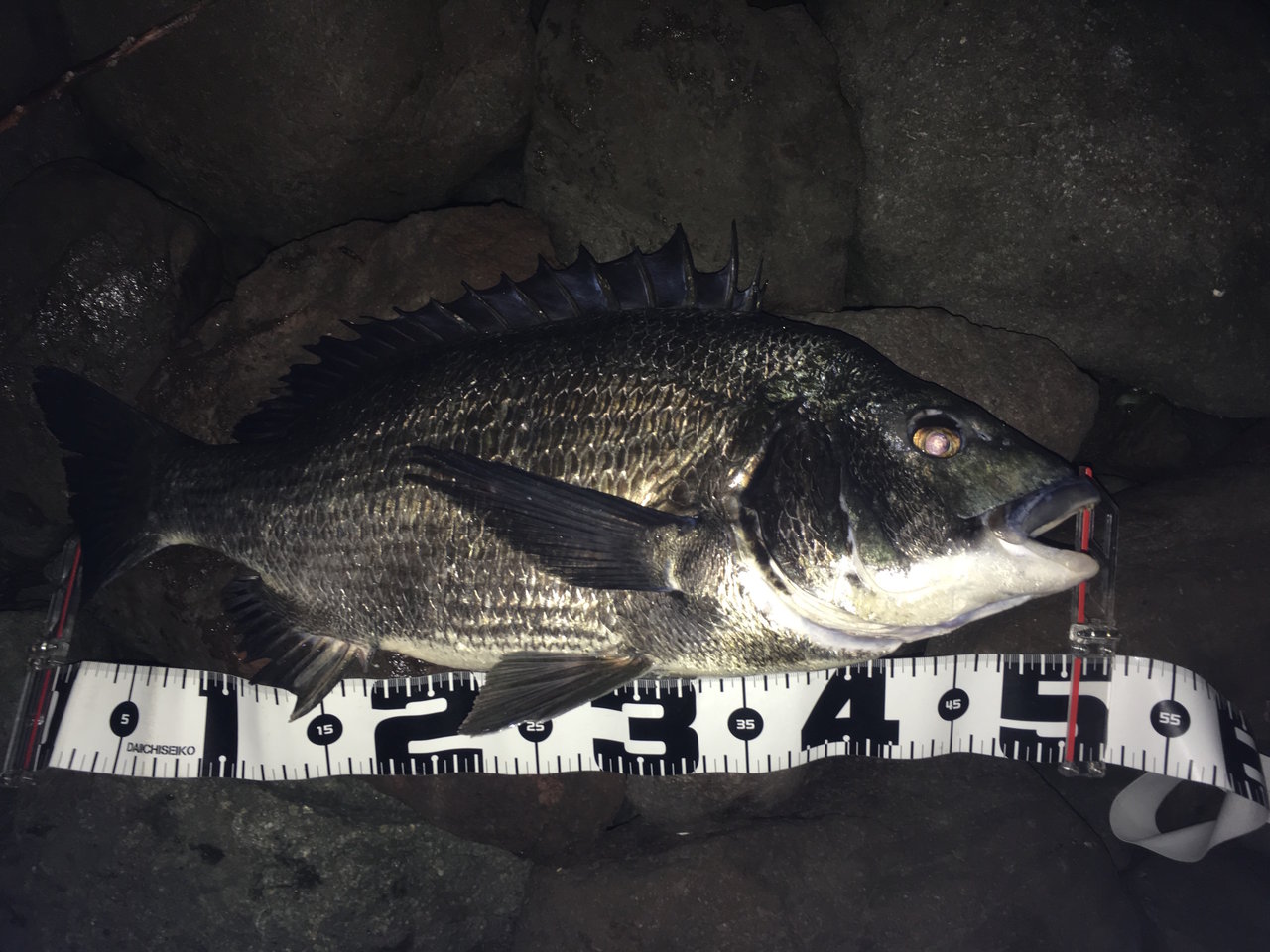 旧江戸川のチニングをまとめる シーバスアングラー桃太郎