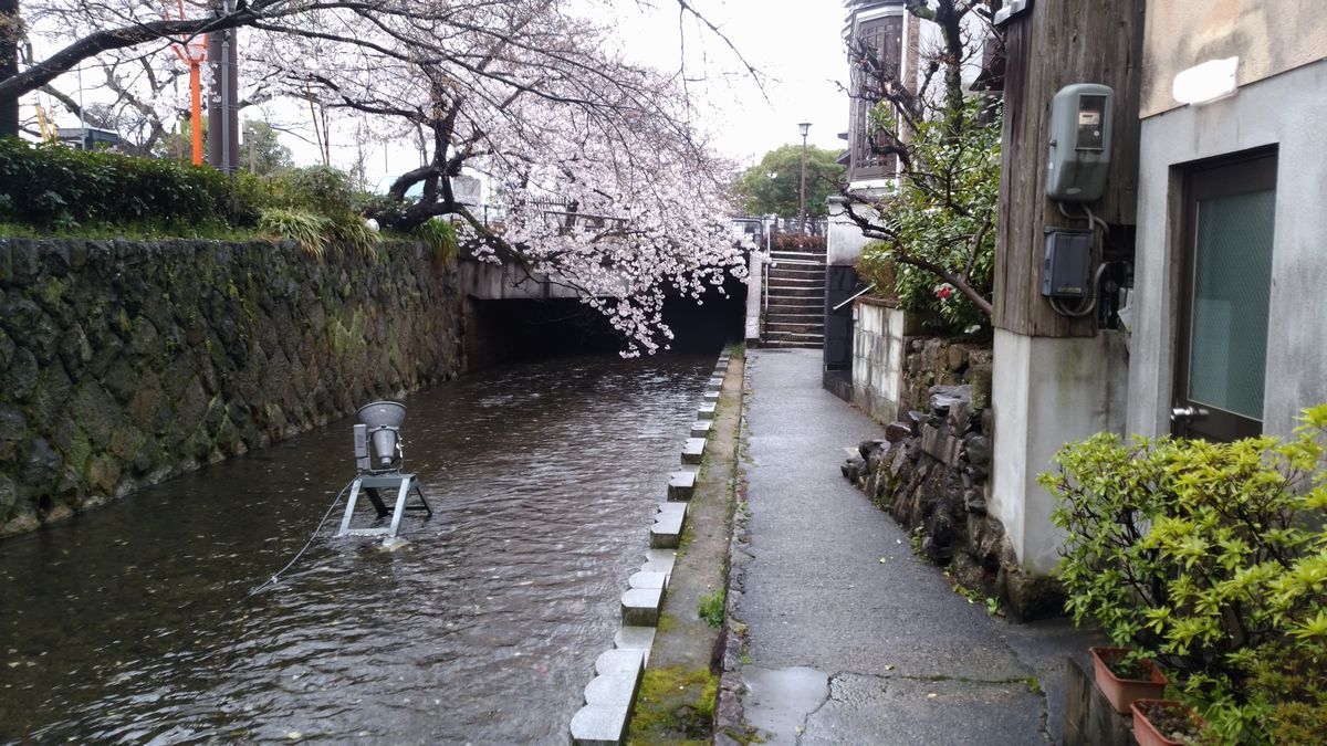 京都 春 春と月と空と 聖地巡礼 Angler 陸より出でて魚釣るもの 京都 春 春と月と空と 聖地巡礼 Angler 陸より出でて魚釣るもの