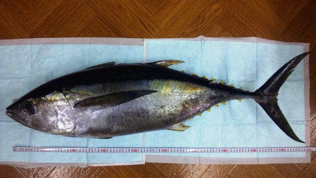 キハダマグロ料理 釣然草 キハダマグロ料理 釣然草