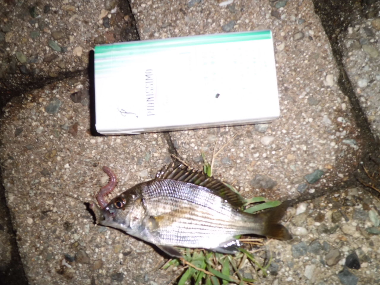南芦屋浜で小チヌ釣り 釣然草 南芦屋浜で小チヌ釣り 釣然草