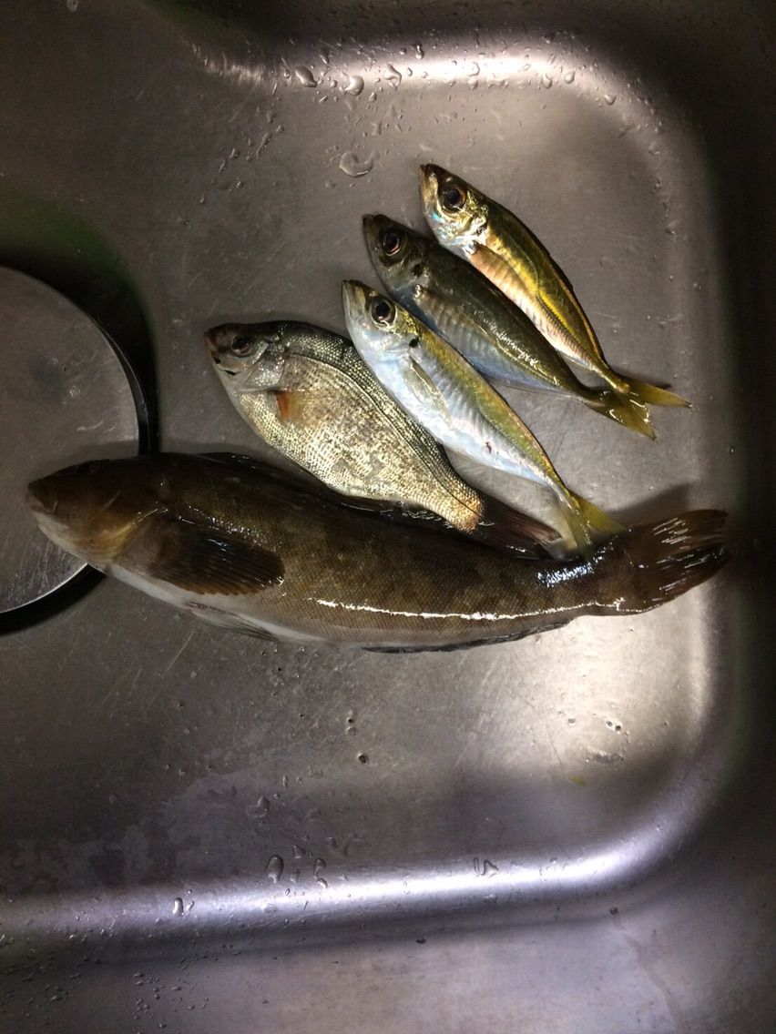 尺アイナメ Anglersclub7 能登半島 輪島