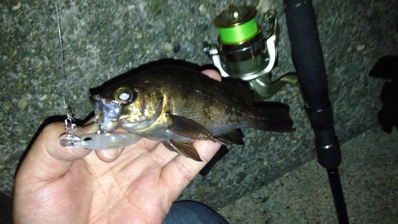 メバル初get 釣った瞬間 冷静を装う自分に笑ってしまう 釣って初めて分かる自分の見栄っ張り加減 笑 ルアーフィッシング初心者のためのメバリング攻略ブログ