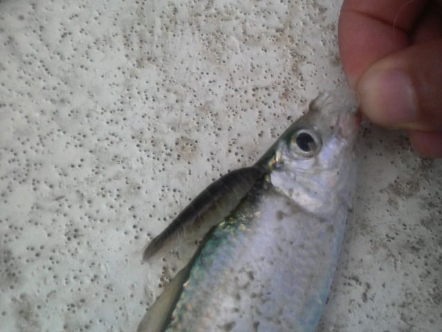 パラサイト 雑魚釣り 小鉄の部屋 パラサイト 雑魚釣り 小鉄の部屋