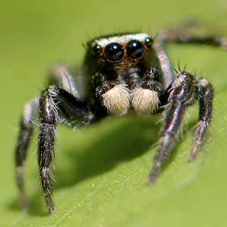 生物 クモは脚が減っても生きていける 1 2本は失っても捕食や巣作りに支障なし アニマル速報