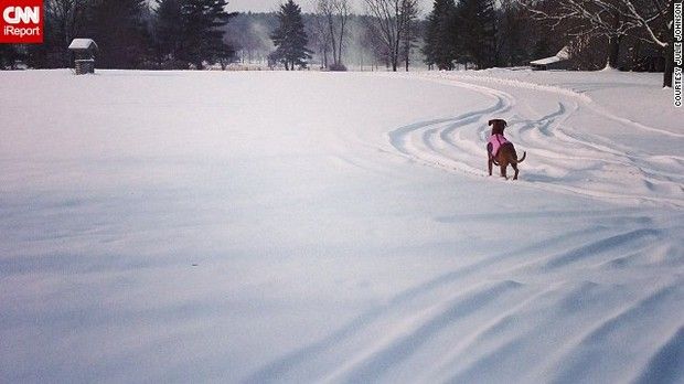 Ny大雪 犬 雪だ 雪だ ねぇこれ 雪 雪でしょ ひゃっほーいい 雪雪雪 サムゥイ いろいろ画像メモ