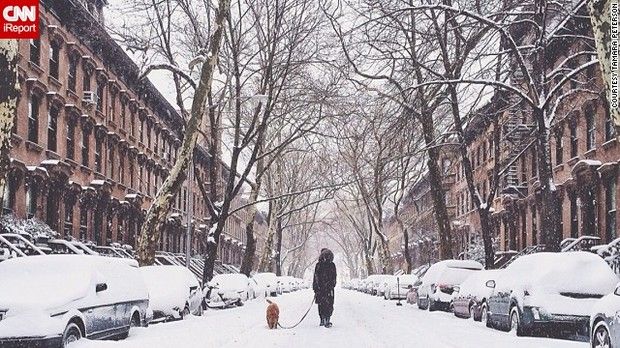 Ny大雪 犬 雪だ 雪だ ねぇこれ 雪 雪でしょ ひゃっほーいい 雪雪雪 サムゥイ いろいろ画像メモ
