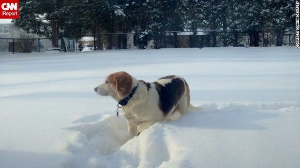 Ny大雪 犬 雪だ 雪だ ねぇこれ 雪 雪でしょ ひゃっほーいい 雪雪雪 サムゥイ いろいろ画像メモ