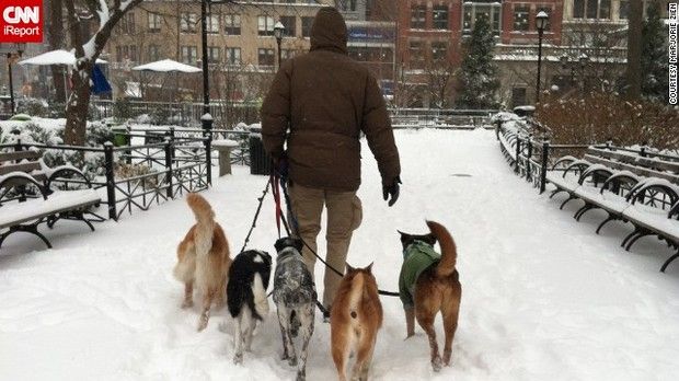 Ny大雪 犬 雪だ 雪だ ねぇこれ 雪 雪でしょ ひゃっほーいい 雪雪雪 サムゥイ いろいろ画像メモ