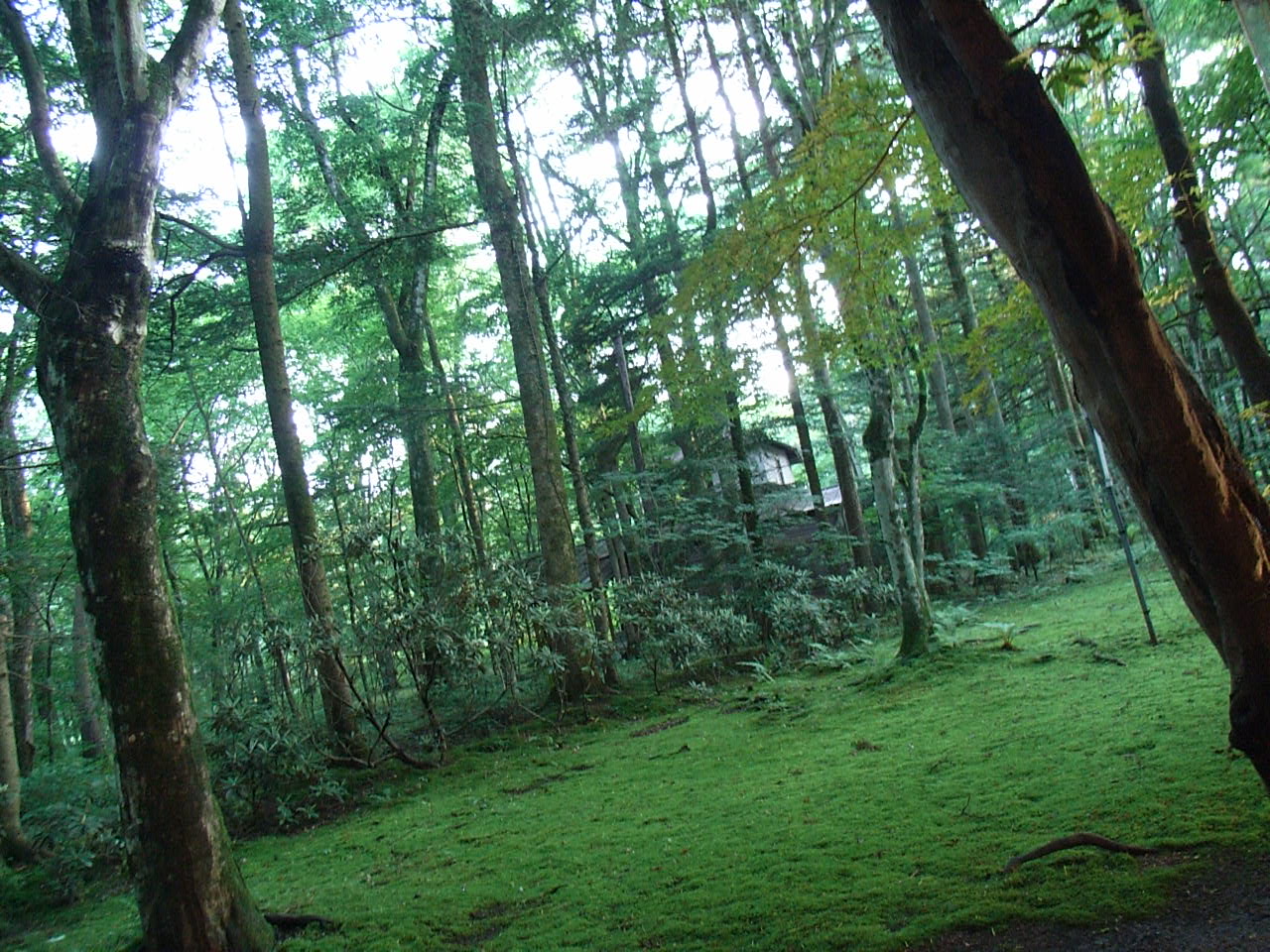 軽井沢 カフェ ラフィーネ 美味しい生活 Tokyoマイブーム