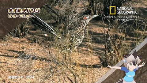 ancb00276