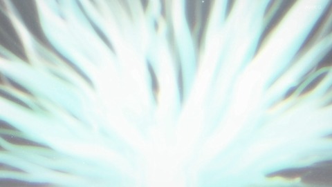 ANCB005557