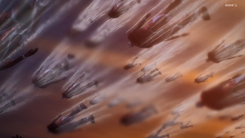 ANCB002615