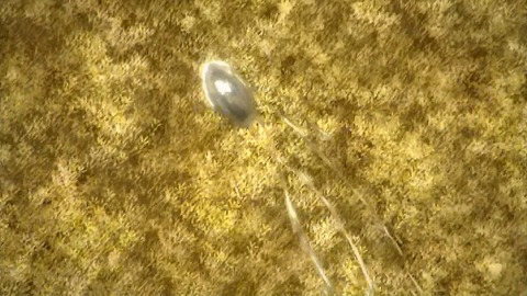 ancb00488