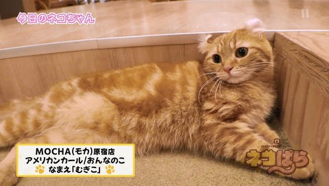 ANCB003207