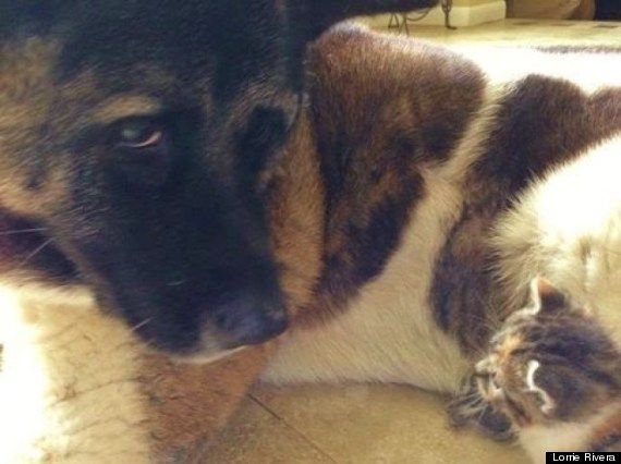 子猫を保護する秋田犬が米国で話題に 海外の反応 これが世界の選択か 01 子猫を保護する秋田犬が米国で話題に 海外の反応 これが世界の選択か 01