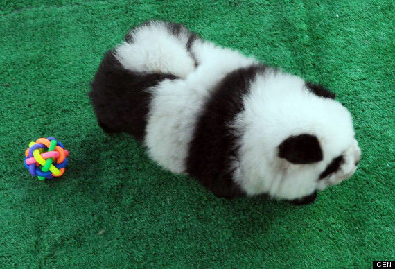 新種犬 中国でブームのパンダ犬とは 海外の反応 これが世界の選択か 01 新種犬 中国でブームのパンダ犬とは 海外の反応 これが世界の選択か 01