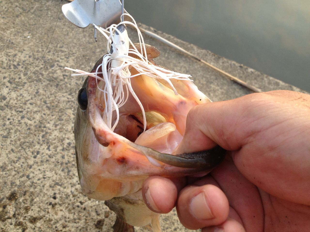 バズベイトが釣れると信じること 釣れても釣れなくても バズベイトが釣れると信じること 釣れても釣れなくても