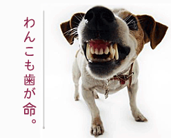 20100904