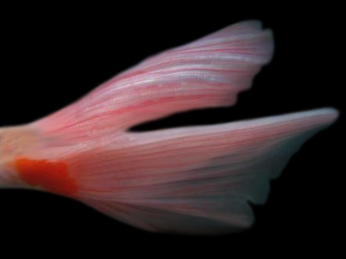 金魚の病気 鰭赤病 写真 画像付き種類別症状 治療法解説 金魚一筋 100 金魚飼育ガイド