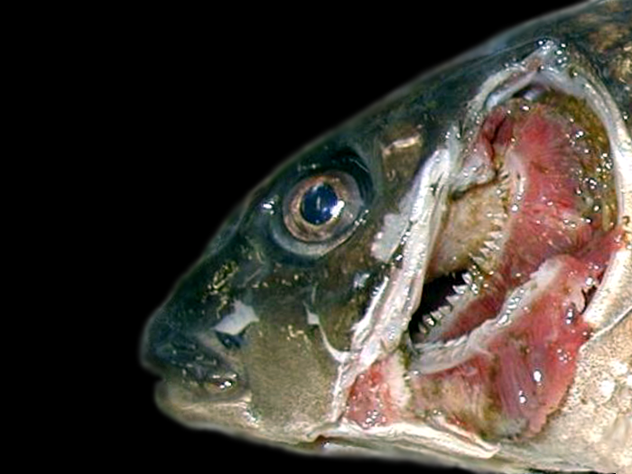 金魚の病気|コイヘルペスウイルス病(KHVD)|写真・画像付き種類別症状&治療法解説 コメント