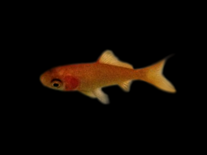 金魚の病気 エラ腐れ病 写真 画像付き種類別症状 治療法解説 金魚一筋 100 金魚飼育ガイド