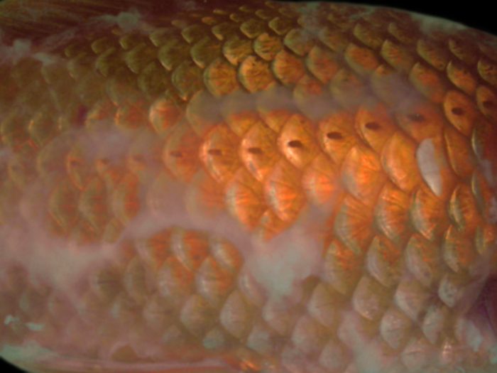 金魚の病気 白雲病 写真 画像付き種類別症状 治療法解説 金魚一筋 100 金魚飼育ガイド