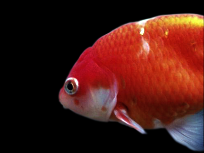 金魚の病気 ポップアイ 写真 画像付き種類別症状 治療法解説 金魚一筋 100 金魚飼育ガイド