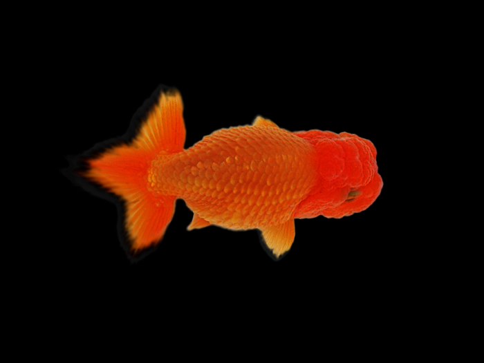 金魚の病気 松かさ病 写真 画像付き種類別症状 治療法解説 金魚一筋 100 金魚飼育ガイド