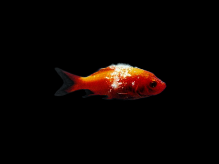金魚の病気 水カビ病 写真 画像付き種類別症状 治療法解説 金魚一筋 100 金魚飼育ガイド